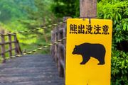 「熊大熊二」走進現實！日本為何頻發「熊出沒」？