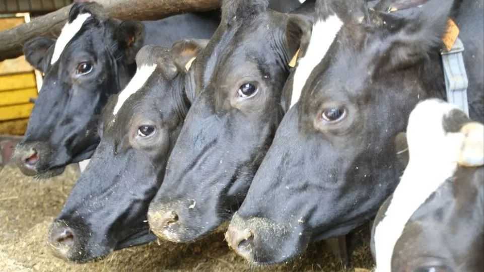 法國審計法院呼籲：少養牛 少吃肉