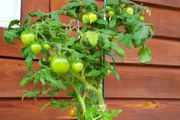 在花盆裡種番茄，這幾點做好，連續不斷開花結果