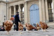 官方警告：大巴黎自養走地雞雞蛋有「毒」！吃這些魚也要注意頻率