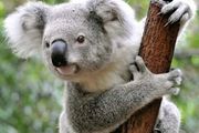 130億參數，8個A100訓練，UC柏克萊發佈對話模型Koala