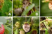 觀賞花卉常見的8種病蟲害，教你辨別和解決它們