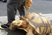 日本小兩口養了只烏龜，每天精心照料！26年後，事情變得不對勁兒了…