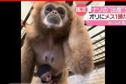 日本動物園獨居長臂猿離奇懷孕！DNA鑑定孩子父親竟是它