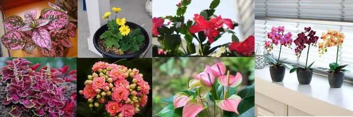 一、四季適合養在家裡的盆栽觀花植物