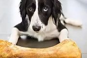 【狗友需知】「狗狗愛吃骨頭」，這句話到底誤導了多少人？