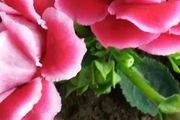 10種「陰性花」，高檔又大氣，養在「北陽台」照樣美如畫