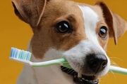 我們需要給狗狗刷牙嗎？