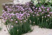 7種好看耐養的庭院植物，特別適合佈置花境