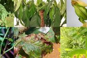 室內植物常見的10個不良症狀，教你正確的處理技巧