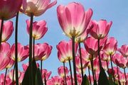 別光顧著櫻花！加拿大最大鬱金香節迴歸大溫，下週開幕！