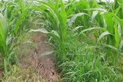 玉米田除草劑如何使用？效果好又不傷玉米苗！
