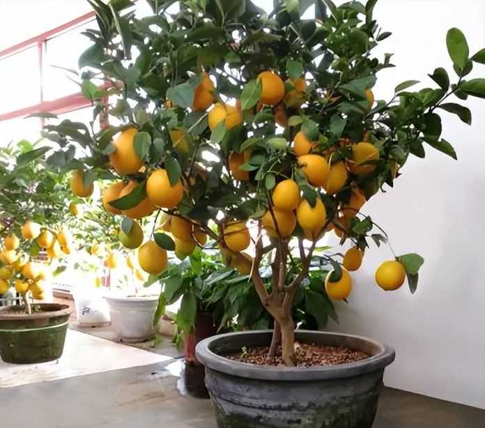 第十二，盆栽檸檬