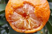 柑橘浮皮果多什麼原因？