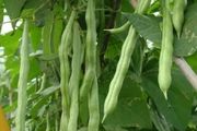 豇豆的早春栽培技術