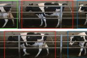 借力計算機視覺及深度學習，紐卡斯爾大學開發實時、自動化奶牛跛行檢測系統