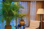 客廳見樹，日子「暴富」，家裡養一盆，葉子油綠，吸光廢氣，全家受益！