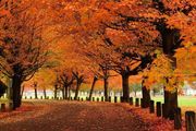 溫哥華「楓」光無限，徒步賞秋哪裡更好？一文分享！