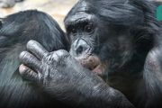 分開26年後，這隻倭黑猩猩還是一眼認出了它的家人｜自然小喇叭