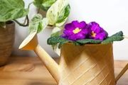 保證盆栽非洲紫羅蘭能開花和持續開花的幾個條件，讓植株長更壯