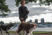 雪梨遛狗也要收費了？每年$552？地方議會：不支持，將否決提案