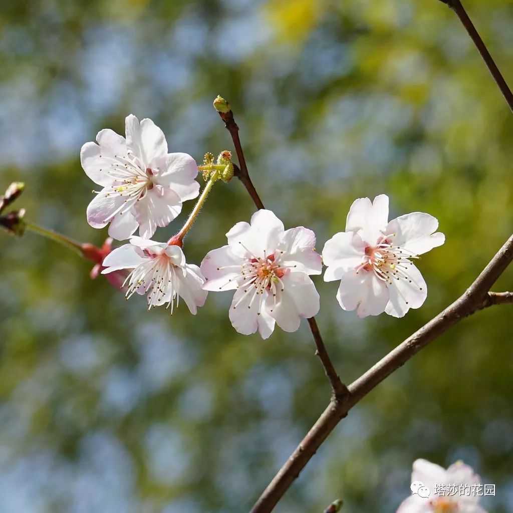 ‘杭州’迎春櫻桃