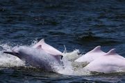 在珠江口，近期我們發現白海豚的食物豐富程度增加了，大家可以想想，這是好事還是壞事？｜林文治