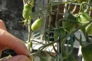 用剪刀適當修剪幾下，就能讓盆栽番茄掛果更多