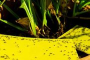 小黑飛、蚜蟲和紅蜘蛛都可用簡單方法清除，並非一定要噴殺蟲劑