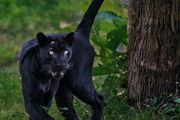 非洲的黑豹有多罕見？100多年才拍到一隻