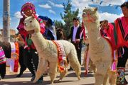 打破世界紀錄的「秘魯羊駝遊行」 ！南美洲的招牌動物，它可絕不止是個萌物～