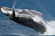 「鯨臉識別」已上線，夏威夷大學用 5 萬張圖像訓練識別模型，平均精度 0.869