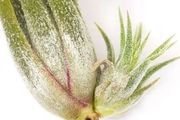 好養的小眾植物，空氣鳳梨室內養護指南，從開花到繁殖
