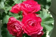 漂亮如玫瑰，「好養」如綠蘿，一年到頭都開花，是陽台盆栽佳品