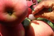 十月份蘋果樹管理要點！