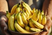 為了變好吃，你知道香蕉有多努力嗎？