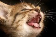 關於貓咪牙齒的五大知識，你都知道多少？