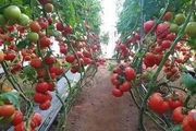 關於大棚番茄種植，這幾個問題你不可不知！