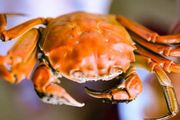 死掉的大閘蟹，到底有多毒？