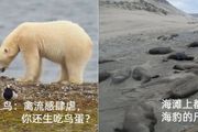 H5N1殺死了很多鳥，現在也殺死了一隻北極熊，以及上萬只海獅、海豹……