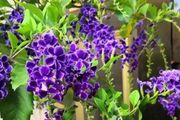 陽台盆栽「最香的」11種花，能多季開花，室內掩蓋「異味」特別棒