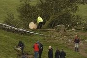 英國300年名樹被人為砍斷，無數英國人心碎弔唁：求找出殺樹兇手…