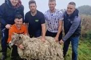 「英國最孤獨的羊&#8221;困陡峭懸崖2年後終被救，動保組織卻出來抗議？！