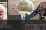日本全國爆黑熊危機？彪形大熊撞火車還與路人肉搏，警察束手無策被團滅？！