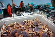 加州珍寶蟹終於開漁啦！下週開啟商業捕撈季~螃蟹終於要降價了！
