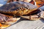 今天，加州休閒捕螃蟹季正式開始啦～灣區最佳釣螃蟹地點盤點