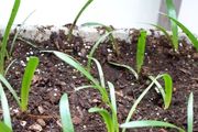 朱頂紅花期授粉和花後播種，育苗指南，快速培育大量盆栽幼苗
