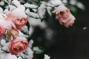 6種「耐寒花」，不怕極寒天，多淋雨雪，明年開花更多！