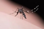 蚊子隔著一百米也能找到你！科學家搭建世界最大「氣味競技場」，揭秘吸引蚊子的關鍵原因