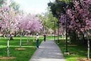 洛杉磯羅蘭崗「鄉巴佬」公園櫻花遭盜砍，品種珍貴疑似被轉賣